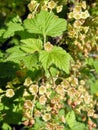 Flowering red currant Royalty Free Stock Photo