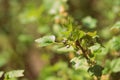 FLowering red currant bush in the spring garden close-up Royalty Free Stock Photo