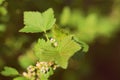 FLowering red currant bush in the spring garden close-up Royalty Free Stock Photo