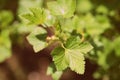 FLowering red currant bush in the spring garden close-up Royalty Free Stock Photo