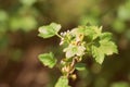 FLowering red currant bush in the spring garden close-up Royalty Free Stock Photo