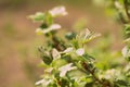 FLowering red currant bush in the spring garden close-up Royalty Free Stock Photo