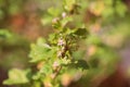 FLowering red currant bush in the spring garden close-up Royalty Free Stock Photo