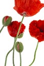 Flowering red decorative poppys and undiscovered green buds, isolated