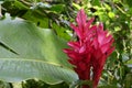 Flowering Red flowers of a Pink cone ginger plant growing in a wild area Royalty Free Stock Photo