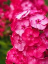 Flowering red garden phloxes. Close up Royalty Free Stock Photo