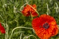 Flowering red garden poppy and undiscovered green buds. A bee or wasp sits on the flower