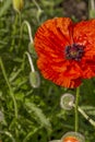 Flowering red garden poppy and undiscovered green buds with drops of dew or rain. A bee or wasp sits on the flower