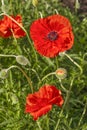 Flowering red garden poppy and undiscovered green buds with drops of dew or rain. A bee or wasp sits on the flower