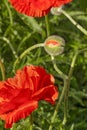 Flowering red garden poppy and undiscovered green buds with drops of dew or rain