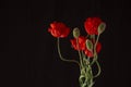 Flowering red garden poppy and undiscovered green buds, isolated