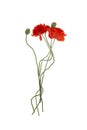 Flowering red garden poppy and undiscovered green buds isolated