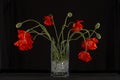 Flowering red garden poppy and undiscovered green buds stands in a vase on a dark background
