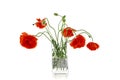 Flowering red garden poppy and undiscovered green buds stands in a vase on a white background