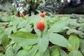 Flowering Red Ginger Plant Royalty Free Stock Photo