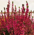Flowering red heather calluna vulgaris ericaceae on a background the bark of trees balcony plant