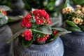 Flowering red kalanchoe blossfeldiana plant at the garden shop in spring Royalty Free Stock Photo