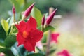 Flowering red Mandevilla rose Dipladenia