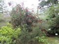 Flowering red Melaleuca, paperbarks, honey-myrtles or tea-tree, bottlebrush Royalty Free Stock Photo