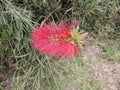 Flowering red Melaleuca, paperbarks, honey-myrtles or tea-tree, bottlebrush Royalty Free Stock Photo