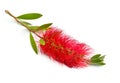 Flowering red Melaleuca, paperbarks, honey-myrtles or tea-tree, bottlebrush. Isolated on white background Royalty Free Stock Photo