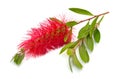 Flowering red Melaleuca, paperbarks, honey-myrtles or tea-tree, bottlebrush. Isolated on white background Royalty Free Stock Photo