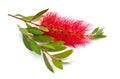 Flowering red Melaleuca, paperbarks, honey-myrtles or tea-tree, bottlebrush. Isolated on white background