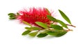 Flowering red Melaleuca, paperbarks, honey-myrtles or tea-tree, bottlebrush. Isolated on white background Royalty Free Stock Photo