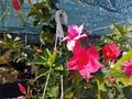 Flowering pink red Mandevilla rose Dipladenia