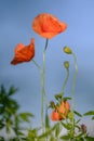 Flowering poppies on the blue sky background 4 Royalty Free Stock Photo
