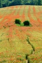 Countryside path through sereal fields with poppies flowers