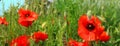 Flowering red poppies in the green field. Royalty Free Stock Photo