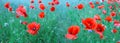 Flowering red poppies in the green field. Royalty Free Stock Photo