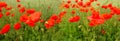 Flowering red poppies in the green field. Royalty Free Stock Photo