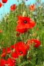 Flowering red poppies in the green field. Royalty Free Stock Photo