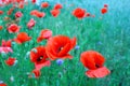 Flowering red poppies in the green field. Royalty Free Stock Photo