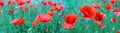 Flowering red poppies in the green field. Royalty Free Stock Photo