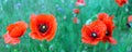 Flowering red poppies in the green field. Royalty Free Stock Photo