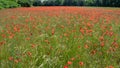 Poppies flowering in summer field. Lots of poppy flowers - Papaver rhoeas - lush meadow with eadwark, headache Royalty Free Stock Photo