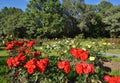 Flowering red roses in the garden