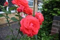 Flowering Red roses up close