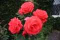 Flowering Red roses up close