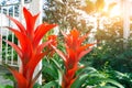 Flowering red vriesea plants of tropical moist forest