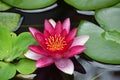 Flowering Red Water Lily with Lily Pads