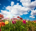 The flowering red and yellow buttercups Royalty Free Stock Photo