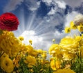 The flowering red and yellow buttercups Royalty Free Stock Photo