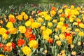 Flowering red, yellow, orange tulips.