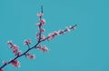 Flowering redbud tree branch in spring Royalty Free Stock Photo