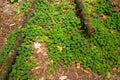 Flowering Redwood Sorrel Oxalis oregana in Muir Woods National park, top view, background