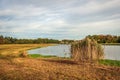 Flowering reed plants on the bank of a river Royalty Free Stock Photo